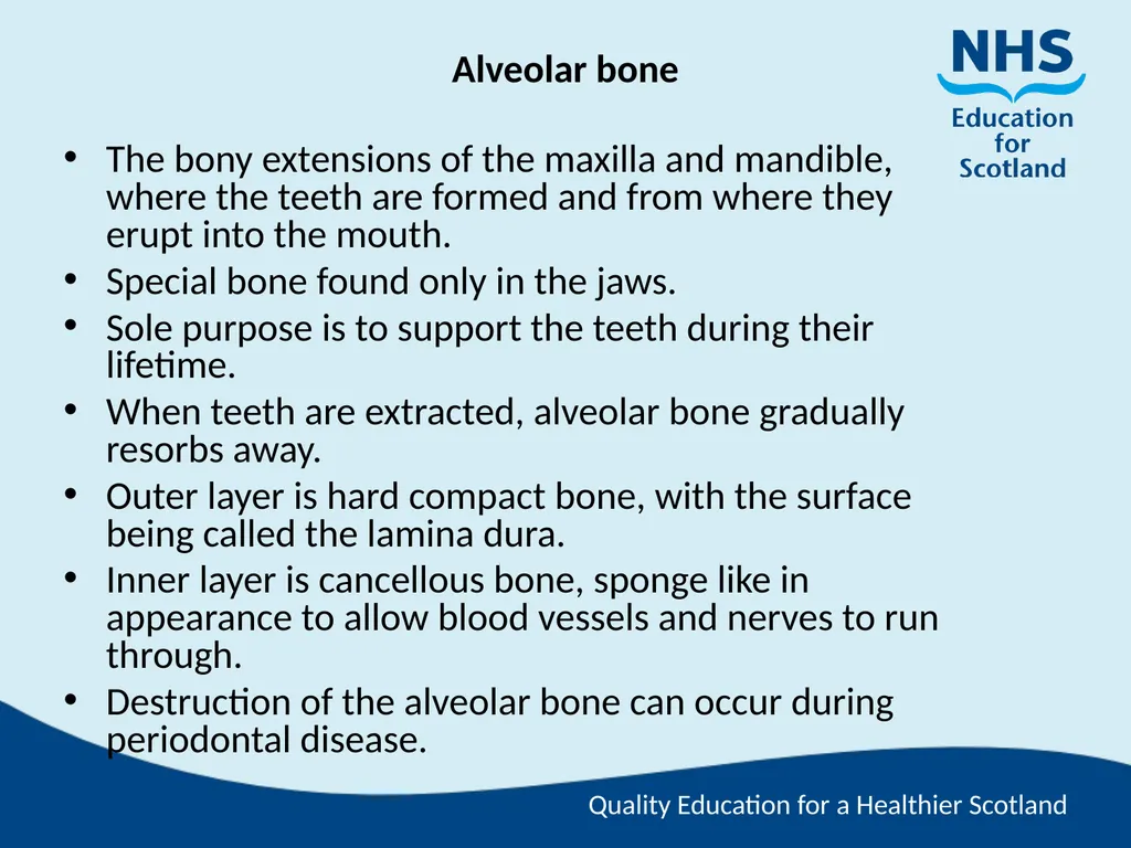 Tooth Morphology (the study of the form of teeth) - slide 23 of 69