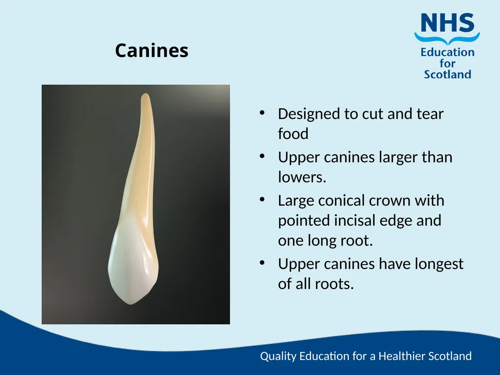 Tooth Morphology (the study of the form of teeth) - slide 8 of 69