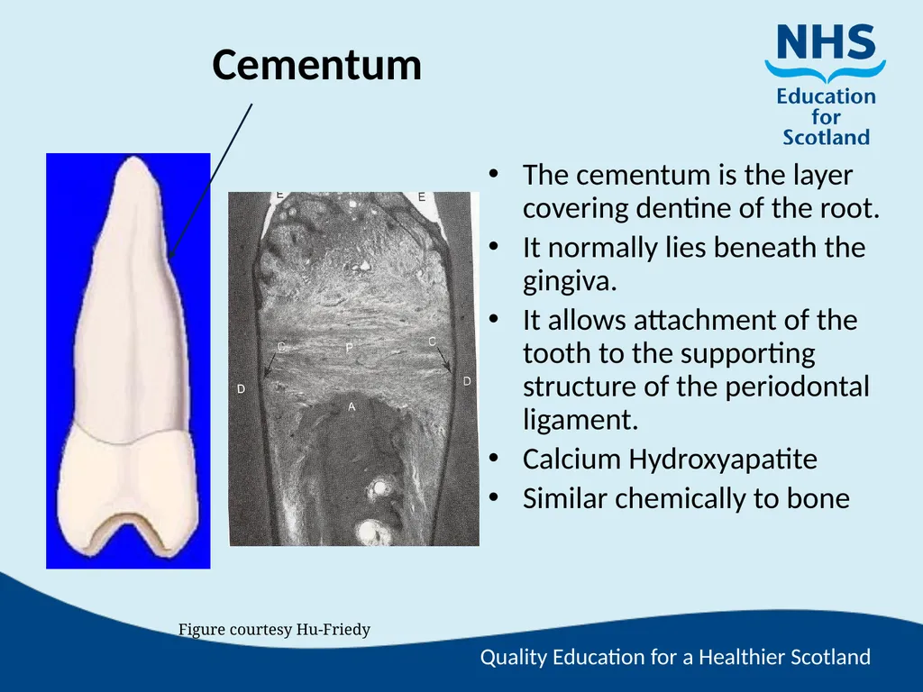 Tooth Morphology (the study of the form of teeth) - slide 17 of 69