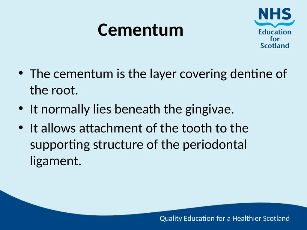 Tooth Morphology (the study of the form of teeth) - slide 24 of 69