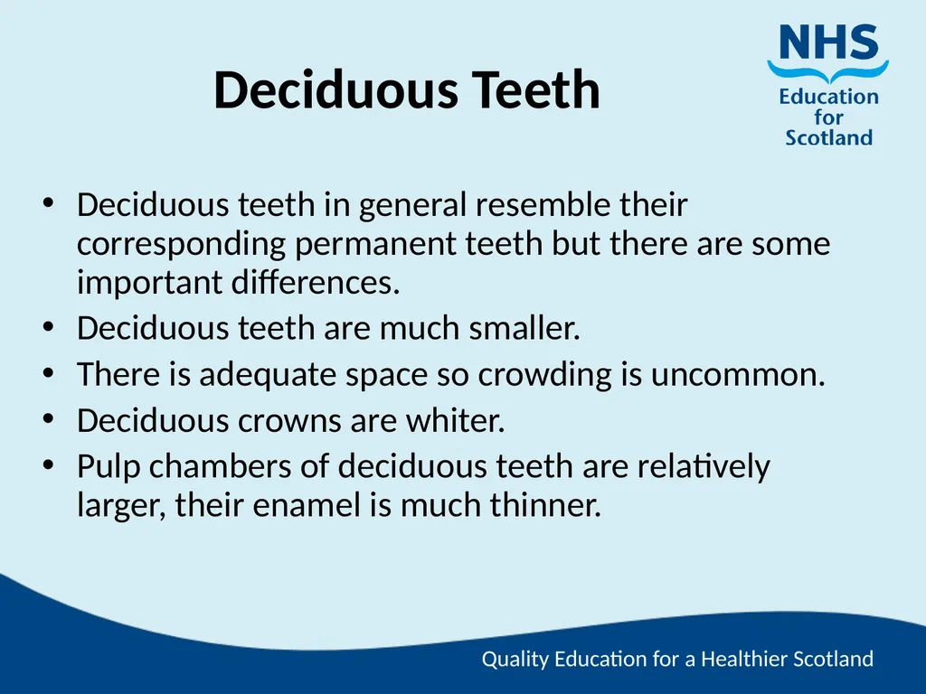 Tooth Morphology (the study of the form of teeth) - slide 34 of 69