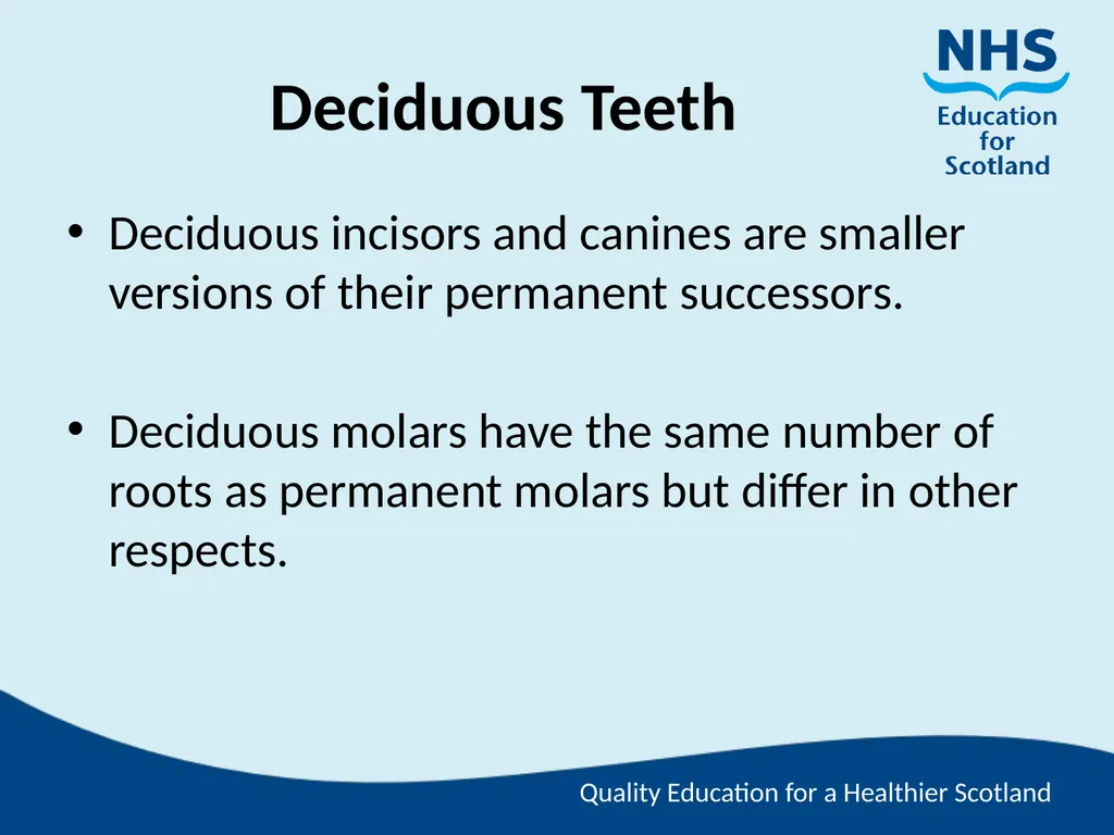Tooth Morphology (the study of the form of teeth) - slide 35 of 69