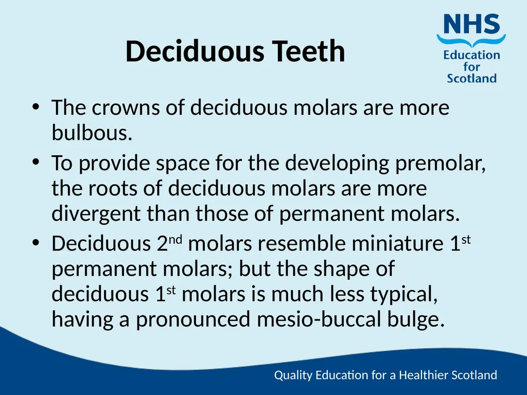 Tooth Morphology (the study of the form of teeth) - slide 36 of 69