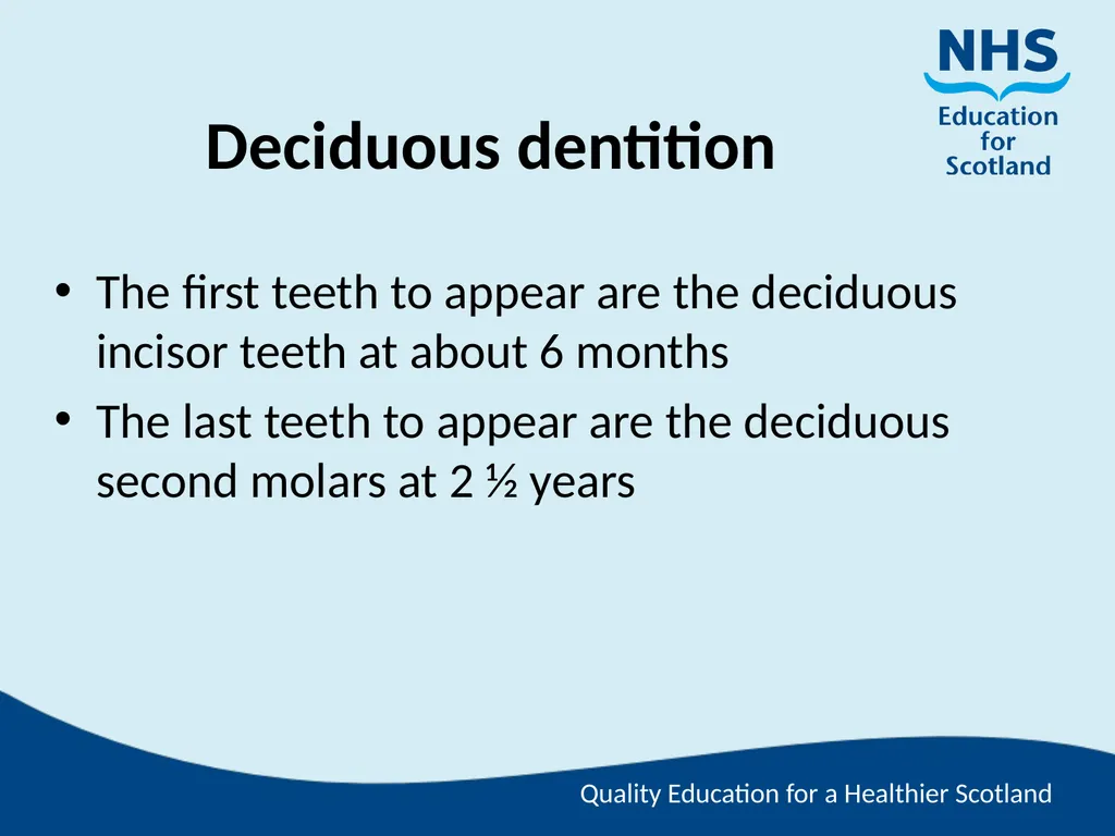 Tooth Morphology (the study of the form of teeth) - slide 31 of 69