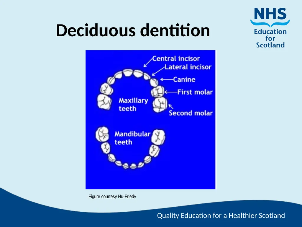 Tooth Morphology (the study of the form of teeth) - slide 32 of 69