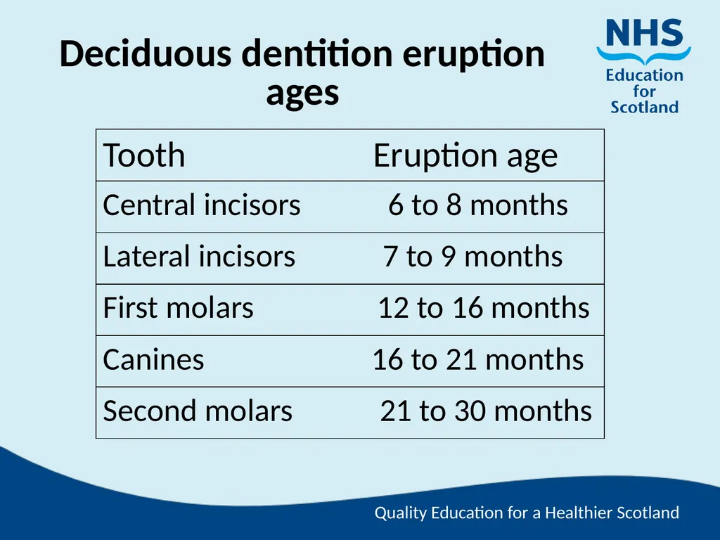 Tooth Morphology (the study of the form of teeth) - slide 33 of 69