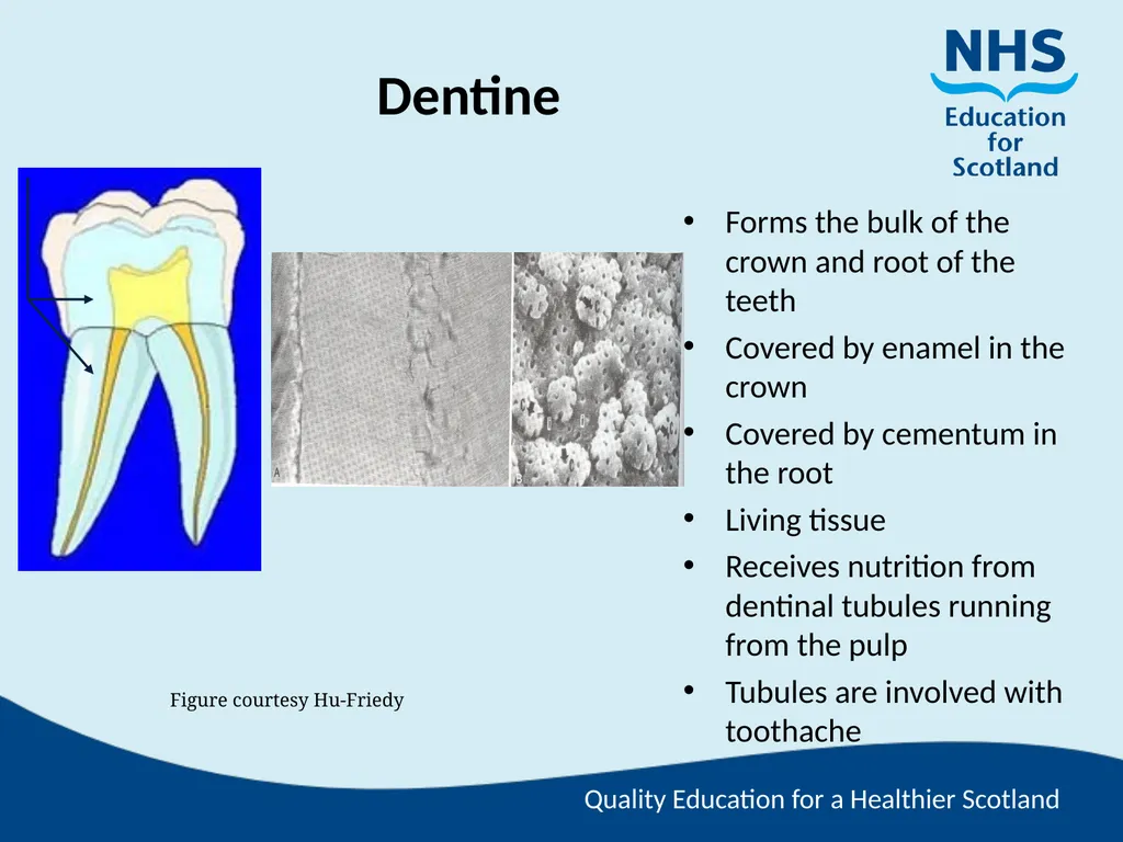 Tooth Morphology (the study of the form of teeth) - slide 15 of 69