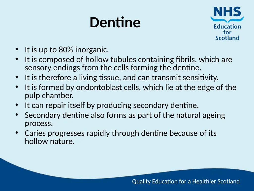 Tooth Morphology (the study of the form of teeth) - slide 16 of 69