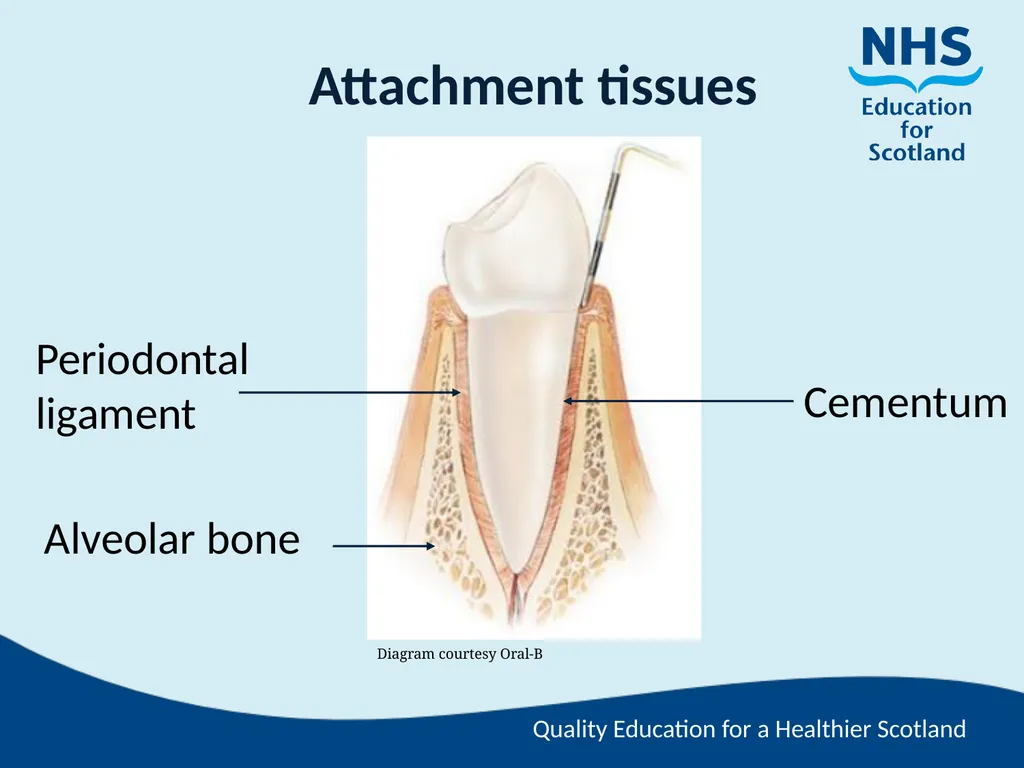 Tooth Morphology (the study of the form of teeth) - slide 21 of 69