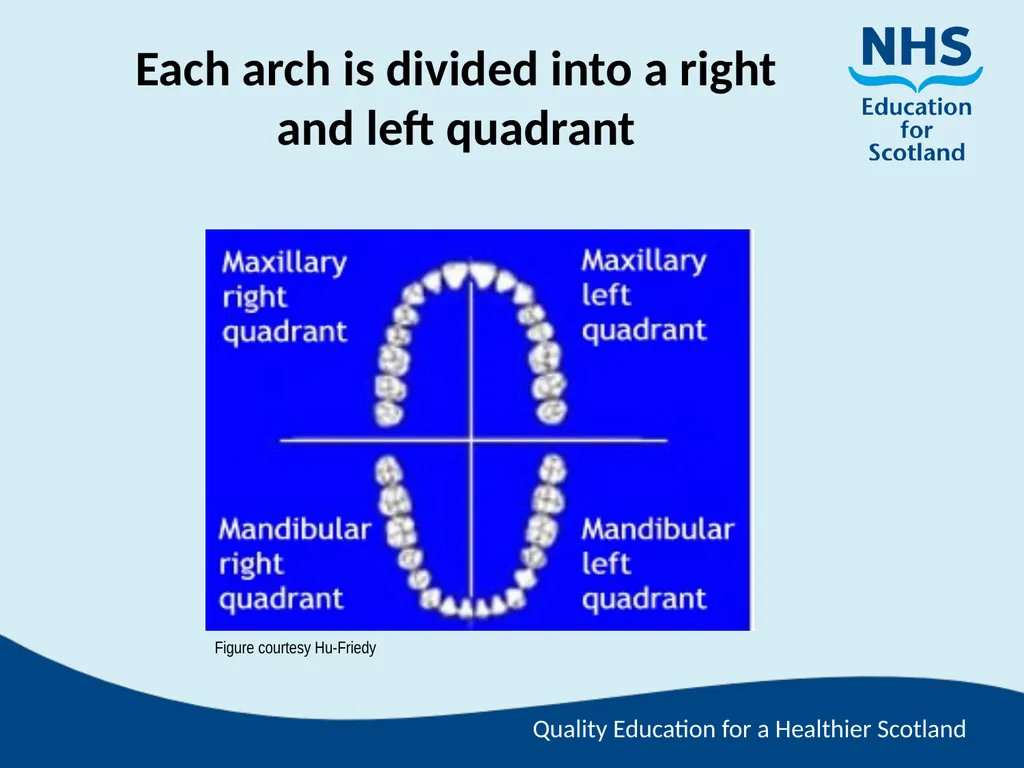 Tooth Morphology (the study of the form of teeth) - slide 5 of 69