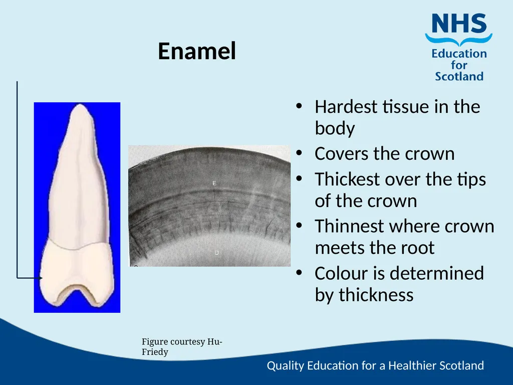 Tooth Morphology (the study of the form of teeth) - slide 13 of 69