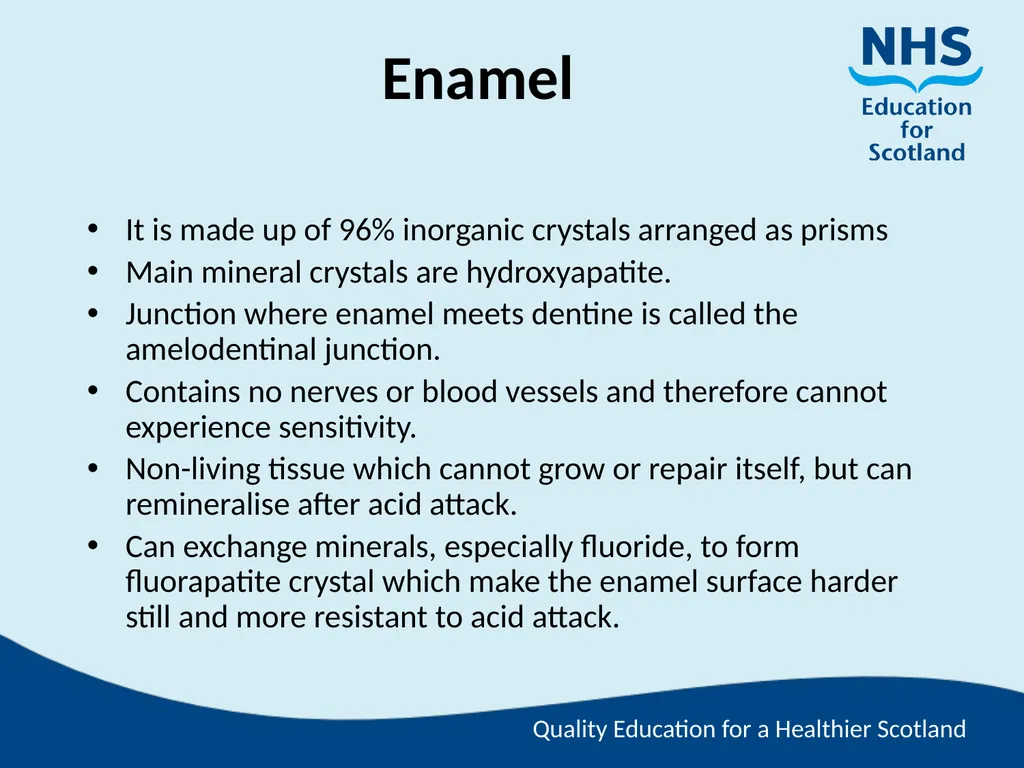 Tooth Morphology (the study of the form of teeth) - slide 14 of 69