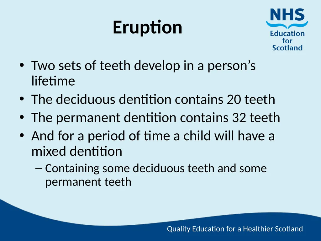 Tooth Morphology (the study of the form of teeth) - slide 30 of 69