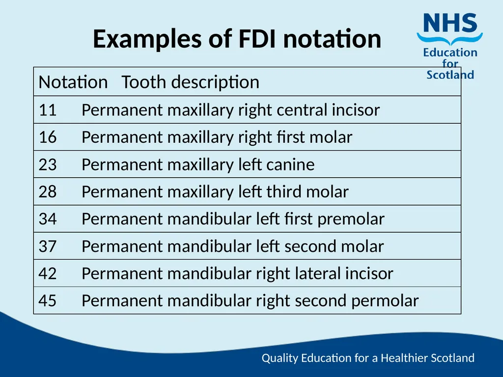 Tooth Morphology (the study of the form of teeth) - slide 63 of 69