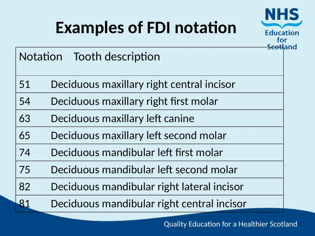 Tooth Morphology (the study of the form of teeth) - slide 67 of 69