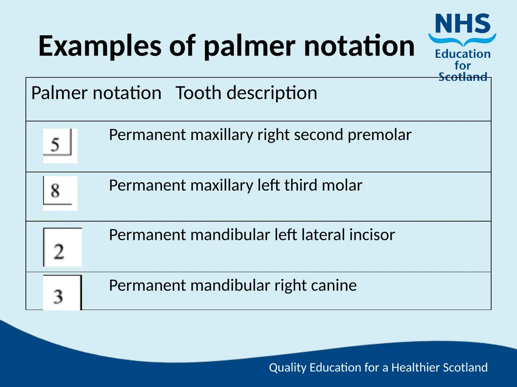 Tooth Morphology (the study of the form of teeth) - slide 53 of 69