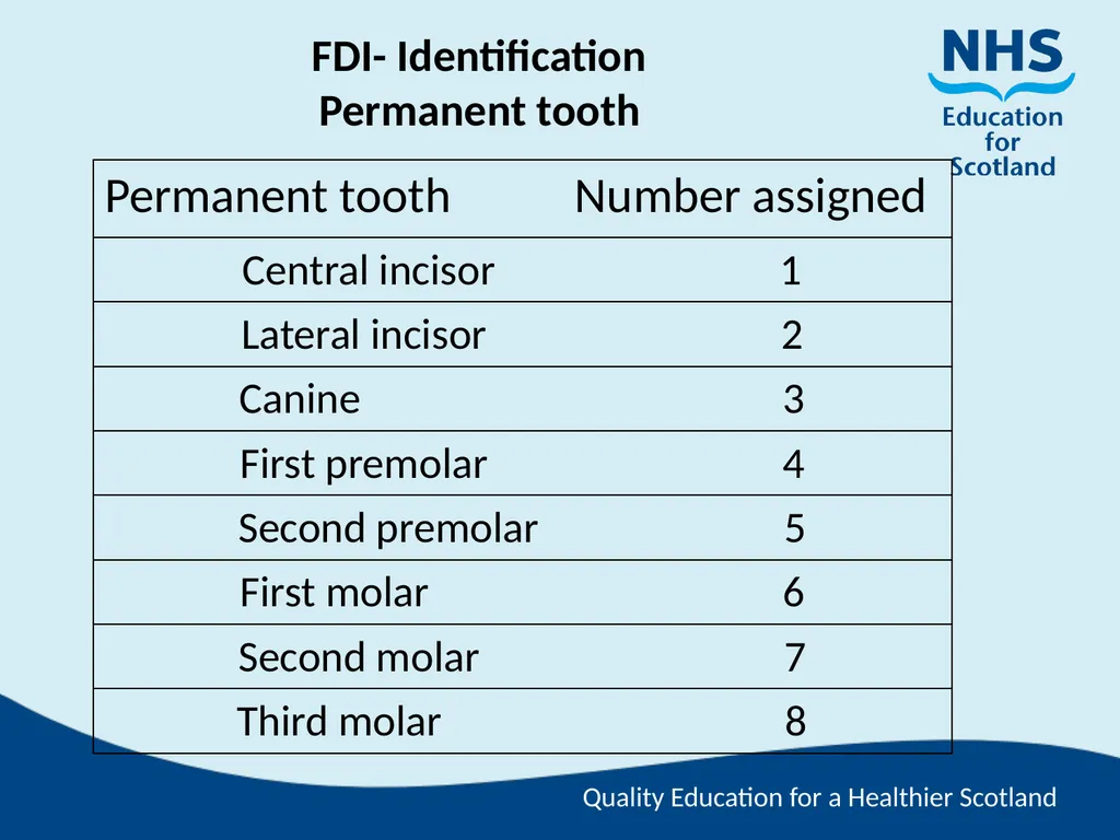 Tooth Morphology (the study of the form of teeth) - slide 61 of 69