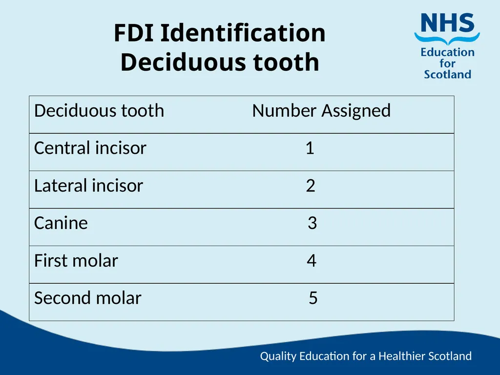 Tooth Morphology (the study of the form of teeth) - slide 65 of 69