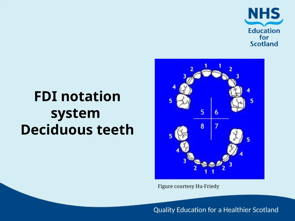 Tooth Morphology (the study of the form of teeth) - slide 66 of 69