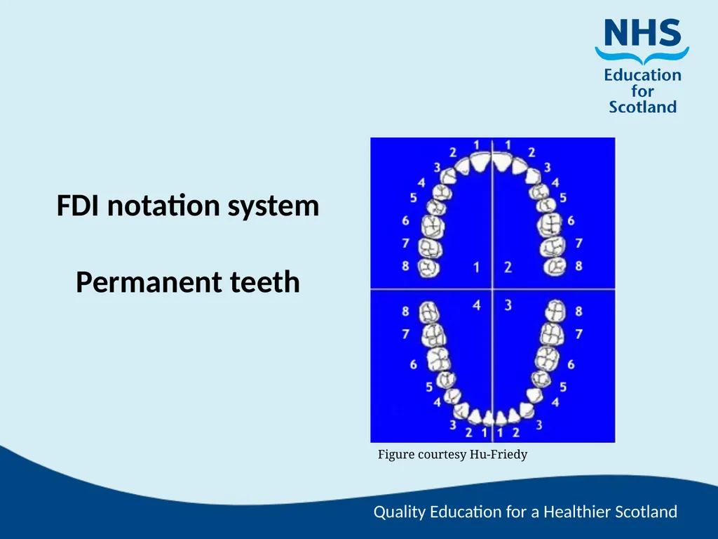 Tooth Morphology (the study of the form of teeth) - slide 62 of 69