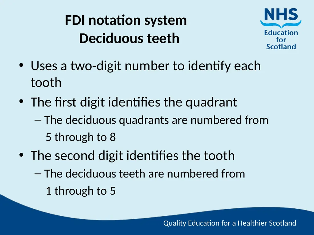 Tooth Morphology (the study of the form of teeth) - slide 64 of 69