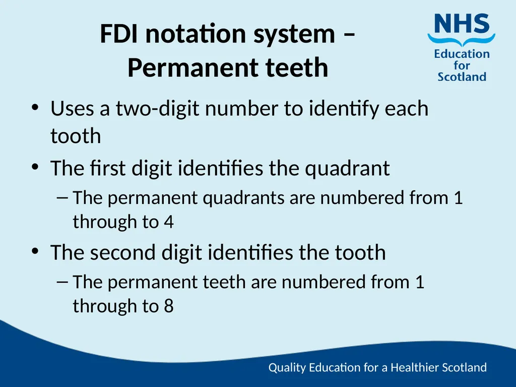 Tooth Morphology (the study of the form of teeth) - slide 60 of 69