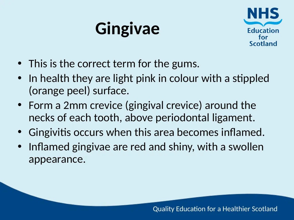 Tooth Morphology (the study of the form of teeth) - slide 25 of 69