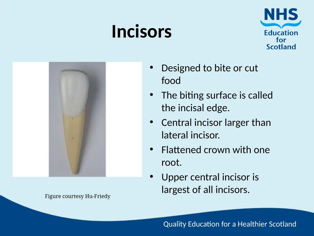 Tooth Morphology (the study of the form of teeth) - slide 7 of 69