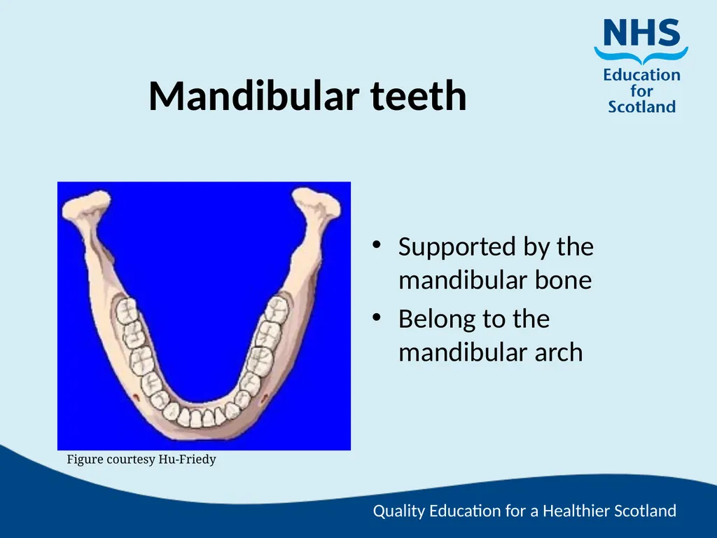 Tooth Morphology (the study of the form of teeth) - slide 4 of 69