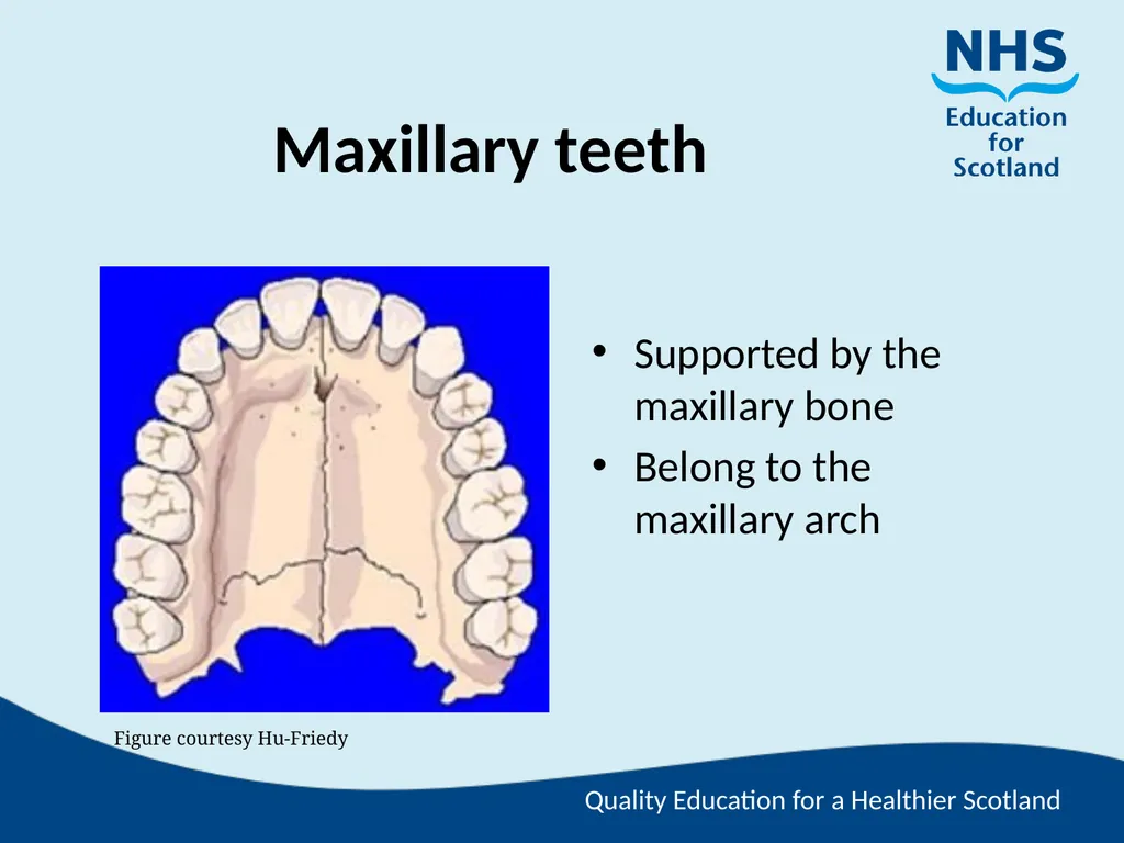 Tooth Morphology (the study of the form of teeth) - slide 3 of 69