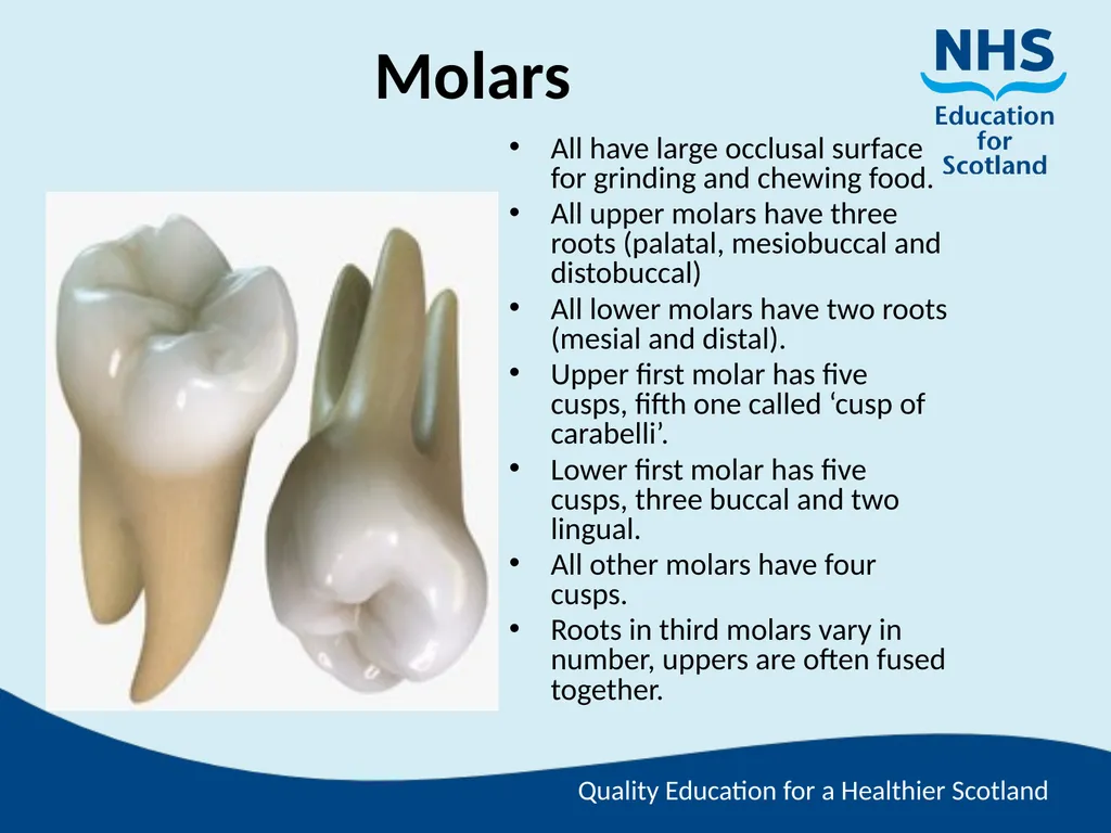 Tooth Morphology (the study of the form of teeth) - slide 10 of 69
