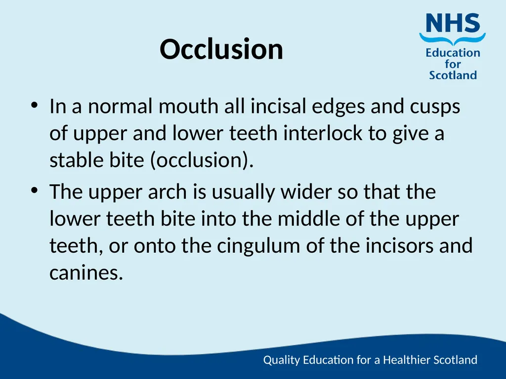 Tooth Morphology (the study of the form of teeth) - slide 11 of 69