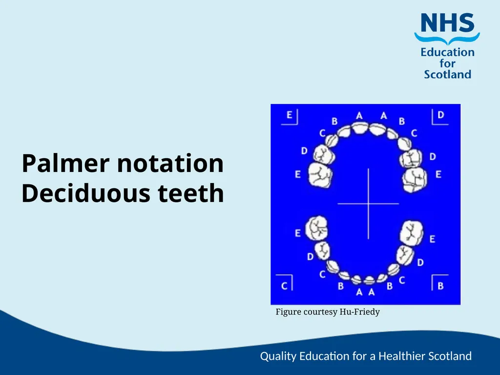 Tooth Morphology (the study of the form of teeth) - slide 56 of 69