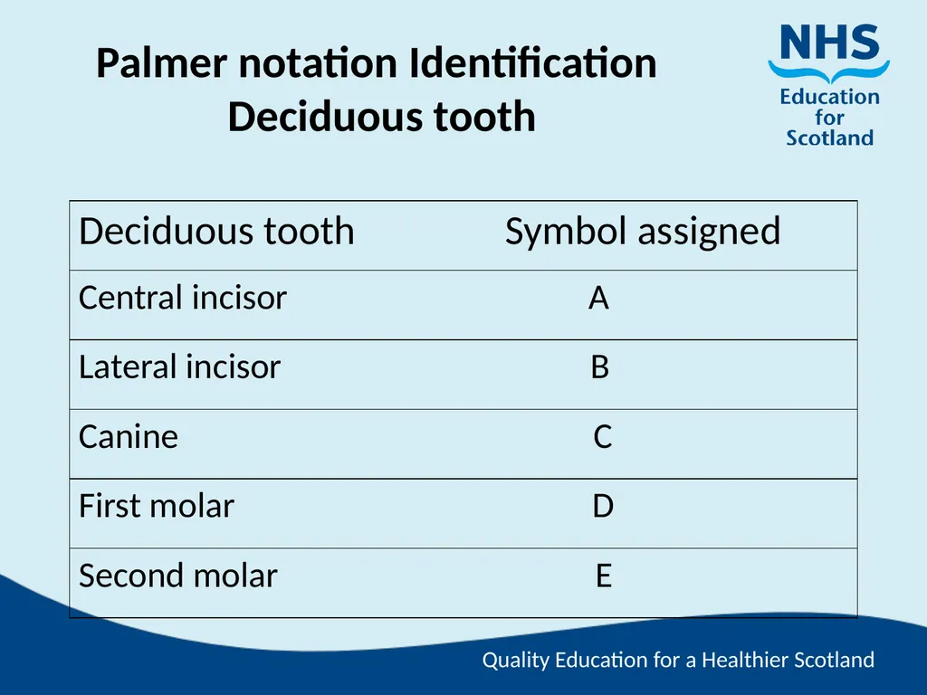 Tooth Morphology (the study of the form of teeth) - slide 55 of 69