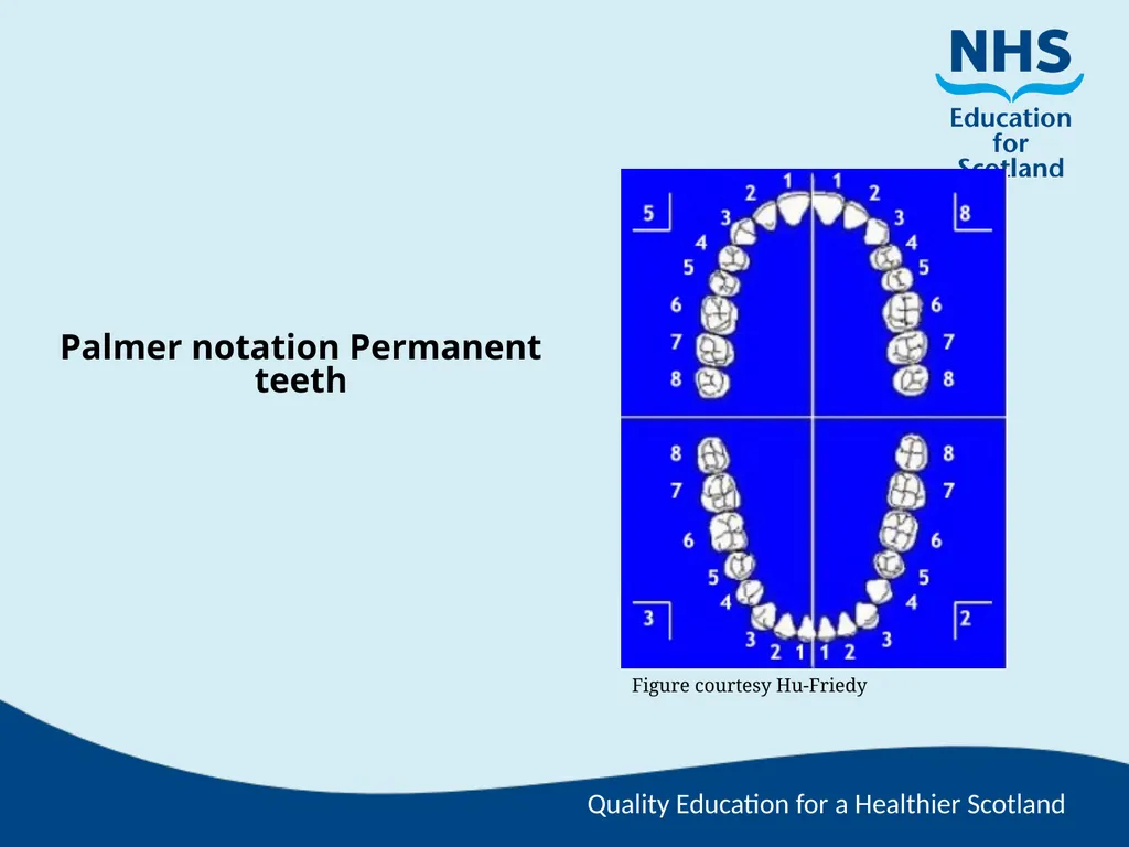 Tooth Morphology (the study of the form of teeth) - slide 52 of 69