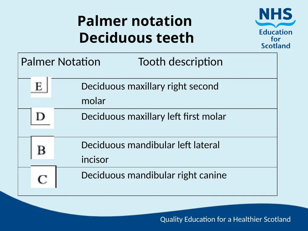 Tooth Morphology (the study of the form of teeth) - slide 57 of 69