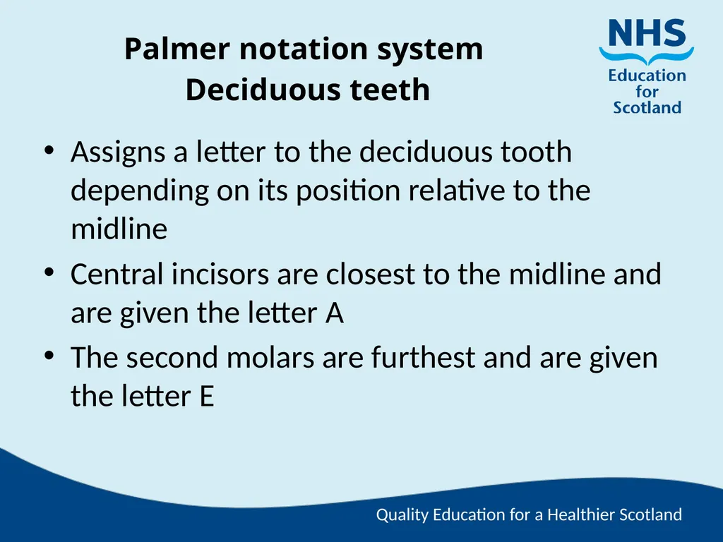 Tooth Morphology (the study of the form of teeth) - slide 54 of 69
