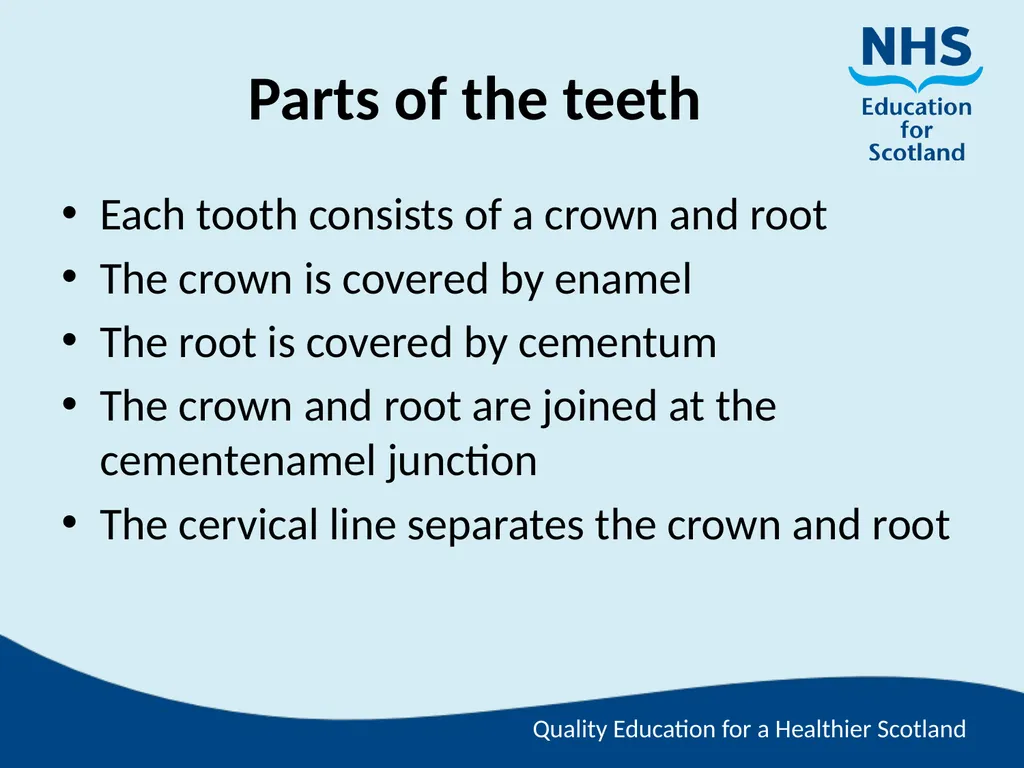 Tooth Morphology (the study of the form of teeth) - slide 12 of 69