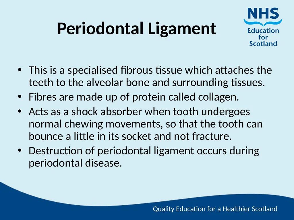 Tooth Morphology (the study of the form of teeth) - slide 22 of 69