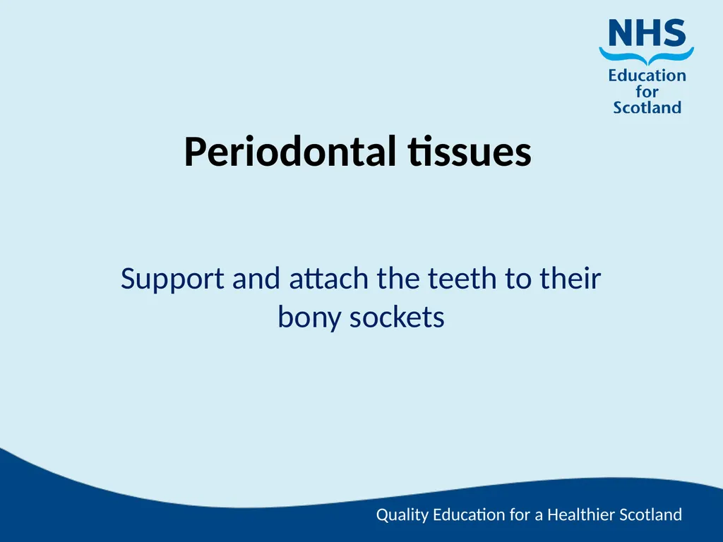 Tooth Morphology (the study of the form of teeth) - slide 20 of 69