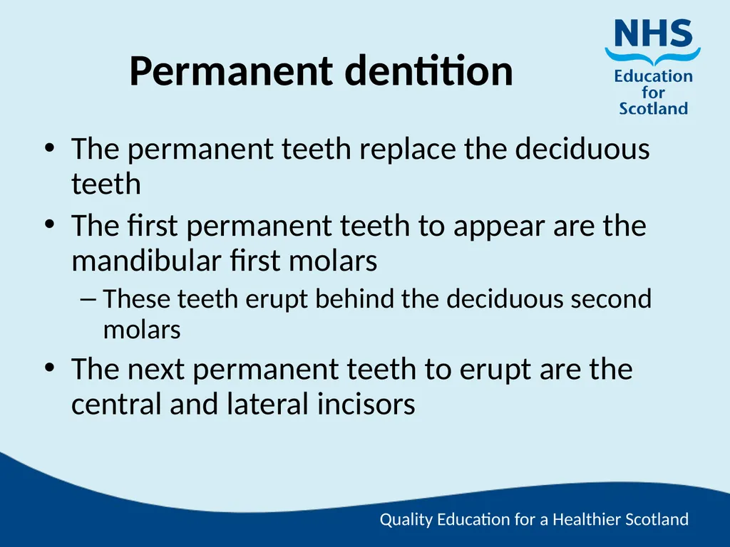 Tooth Morphology (the study of the form of teeth) - slide 37 of 69