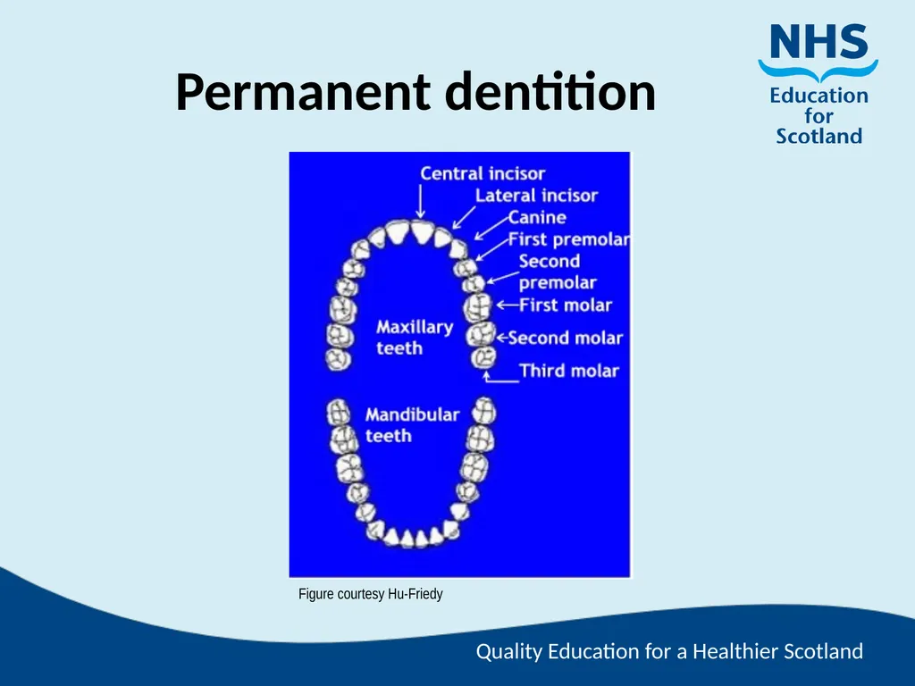 Tooth Morphology (the study of the form of teeth) - slide 38 of 69
