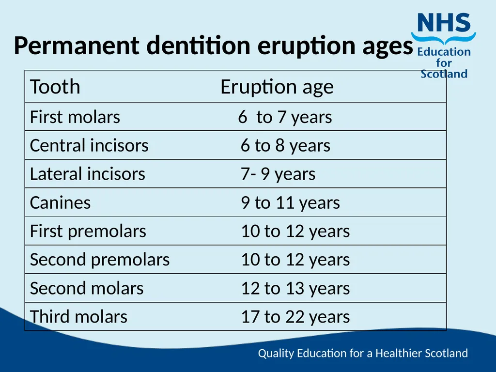 Tooth Morphology (the study of the form of teeth) - slide 39 of 69