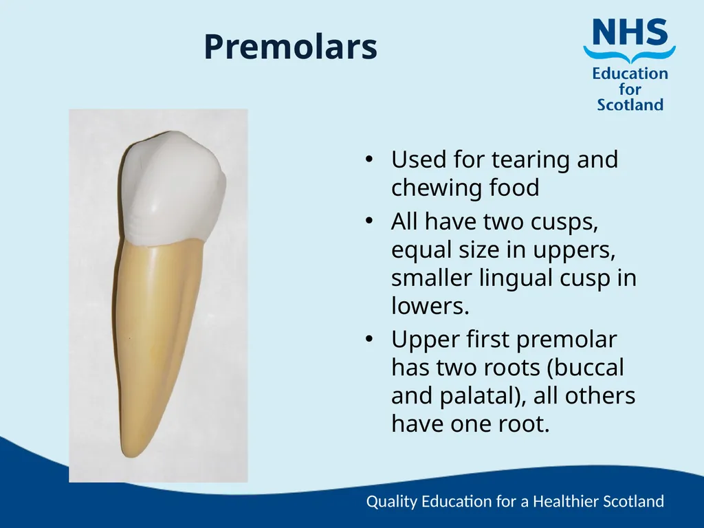 Tooth Morphology (the study of the form of teeth) - slide 9 of 69