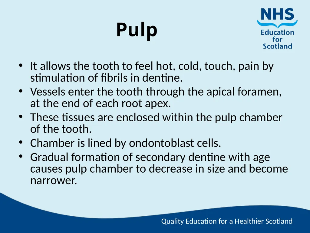 Tooth Morphology (the study of the form of teeth) - slide 19 of 69