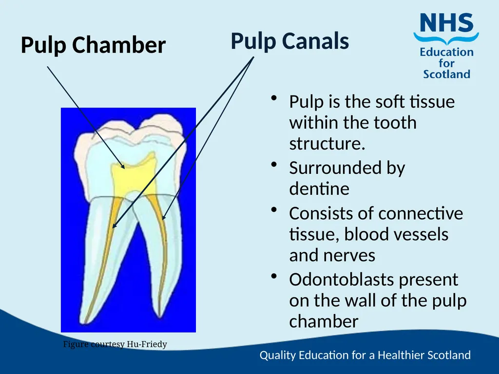 Tooth Morphology (the study of the form of teeth) - slide 18 of 69