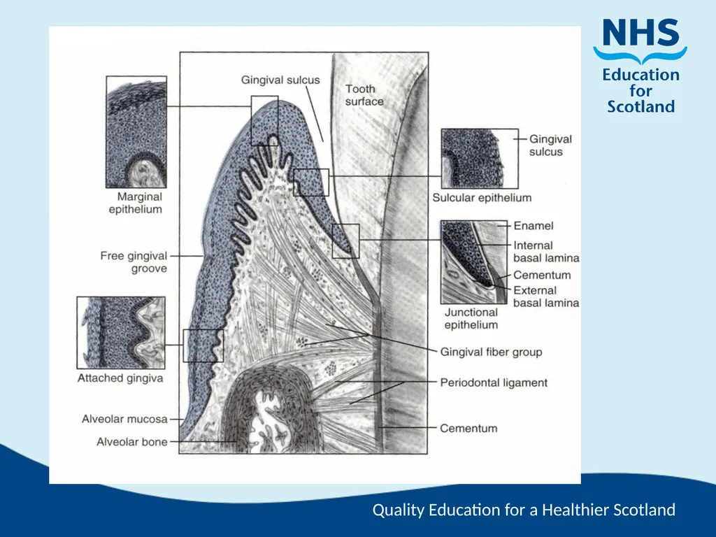 Tooth Morphology (the study of the form of teeth) - slide 26 of 69