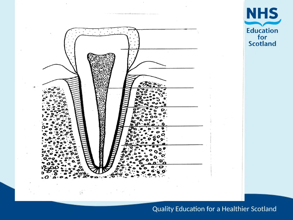 Tooth Morphology (the study of the form of teeth) - slide 28 of 69