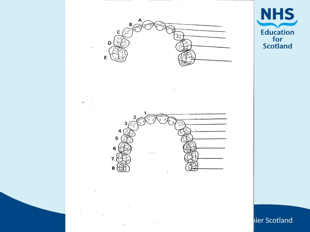 Tooth Morphology (the study of the form of teeth) - slide 51 of 69