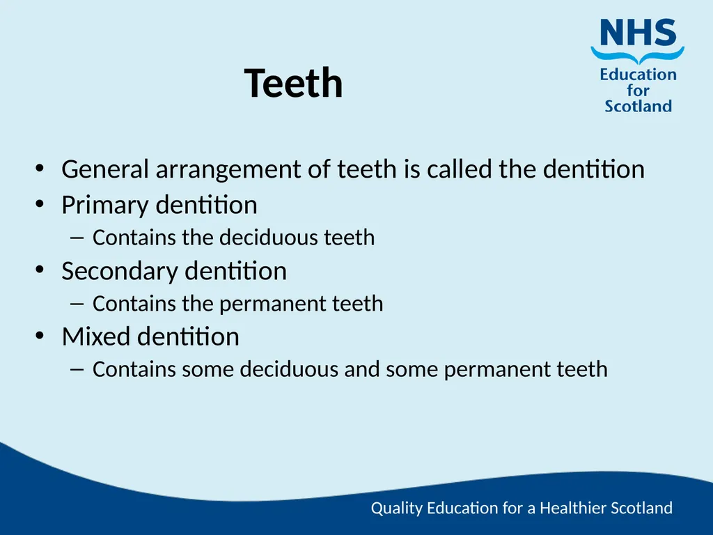 Tooth Morphology (the study of the form of teeth) - slide 2 of 69